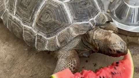 African tortoise is very noble
