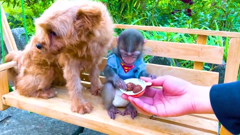 Little Monkey Bip Bip doing shopping in Kinder Joy eggs store & eat Chocolate with cute puppy