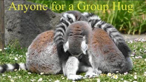 Lemur Love: Adorable Hugs & Cuddles