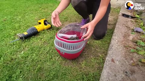 Family Of Tiny Bunnies Rescued From Storm Grate