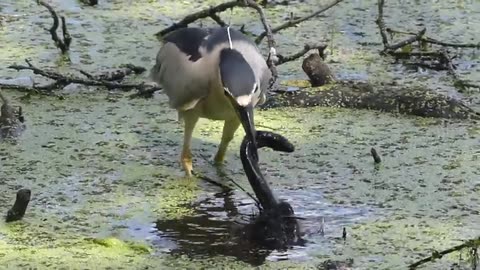 Nature's Unexpected Feast: Heron Gulps Down Slithering Salamander! (Wildlife Encounter)