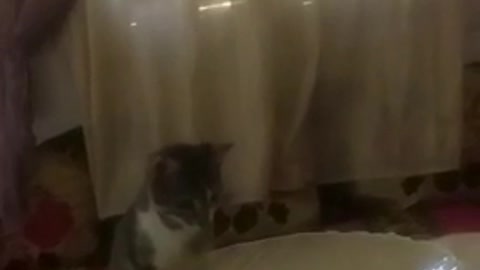 Funny cat and learn moments