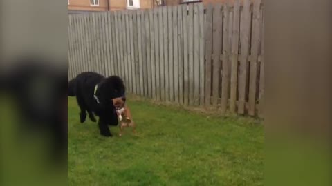 Pup Gets A Ride From Newfoundland Big Brother