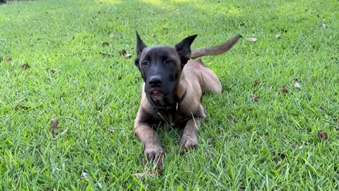 Belgian Malinois puppy learns to crawl.