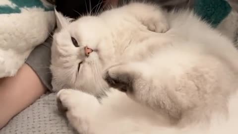 Funny cats, short, viral, comedy, short, beutiful, cute, funny