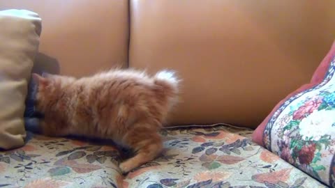 Little kitten playing with his toy mouse.