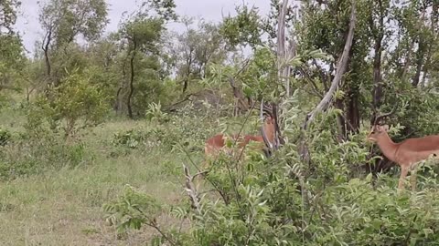 Impala rams fighting