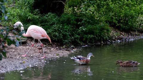 happy flamingos