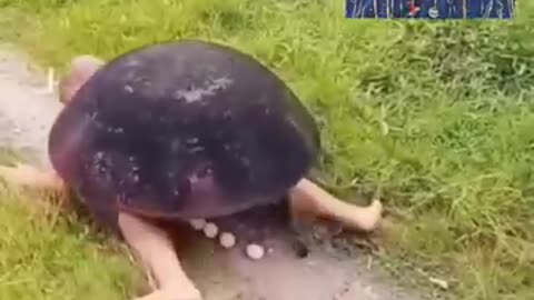 TORTOISE LAYING EGGS BEST WAY