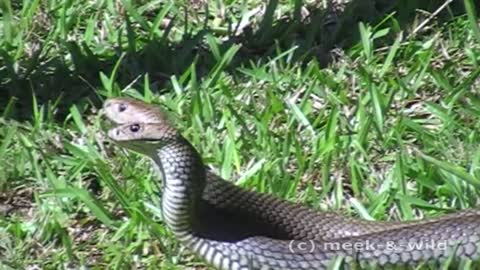 Massive Eastern Brown Snakes fighting at my back door (Highlights)