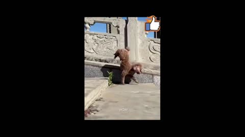 #Funny Dog ,Puppy Training excercise Video#enjoy