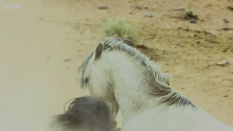 Brutal Stallion Mating Fight | 4K UHD | Planet Earth II | BBC Earth