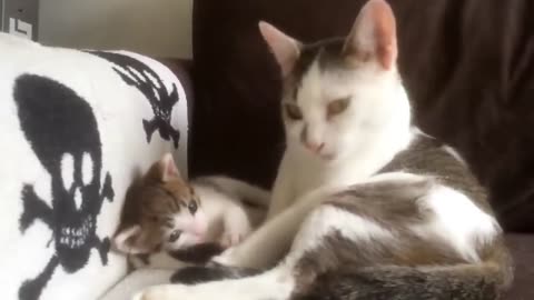 Adorable cute kitten watching his mother and learning how to clean
