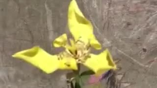 Blooming Dancing Lady ORCHID Time Lapse: Amazing Nature At Work!