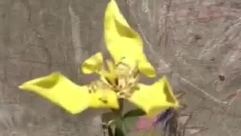Blooming Dancing Lady ORCHID Time Lapse: Amazing Nature At Work!