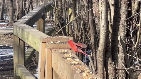 Male Cardinals in a feisty mood for some reason