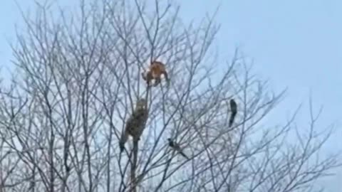Cats fighting on a tree