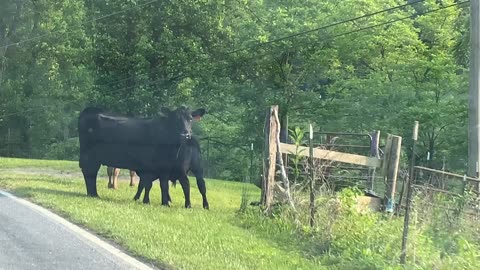 NW NC at The Treehouse 🌳 Neighbors cattle got loose 🐂 I knocked on their door but no one was home