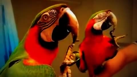 funny bird parrot You will never stop laughing 2021