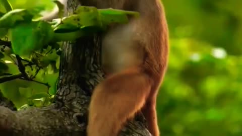 Best Funny Animal Videos Of The 2023 🤣 15