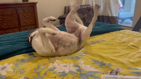 Dog desperate for attention