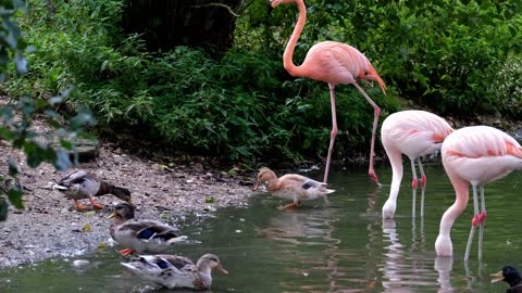 swans & ducks playing in water