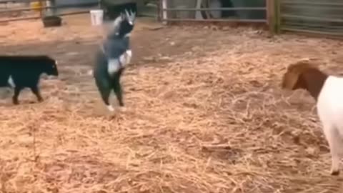 Try not to laugh , animals fighting