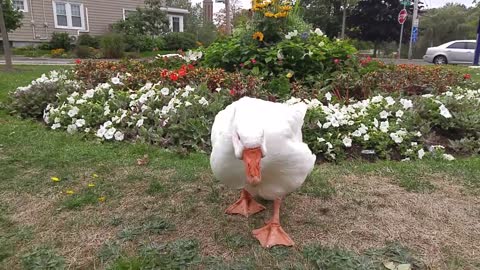 Old gal descends the bed of flowers to chat