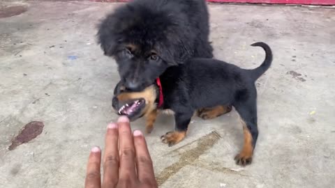 German dog's cuties, wow amazing buddies..