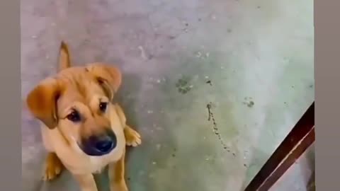 Cute Dog Asking For Food 🥺 dog lovers ❤️