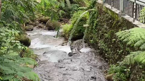 river water that cuts through the forest and waterfalls