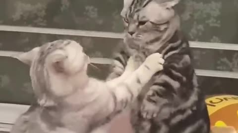 Cat fight