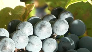 Blue Grapes Harvest #harvest #grapes