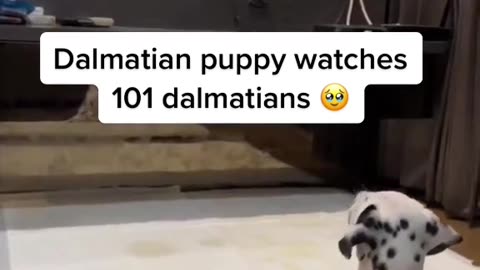 Dalmatian puppy watches 101 Dalmatian