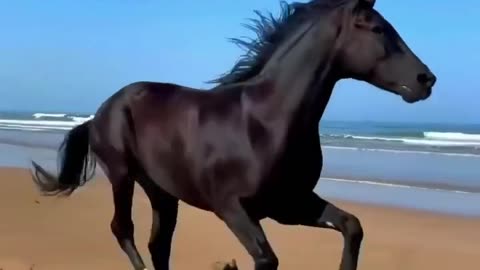 Majestic Horse Moments