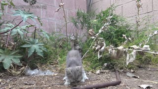 Sick homeless family of kittens is rescued from life on the streets.