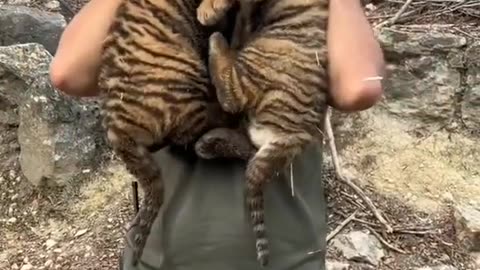 Beautiful Tiger Babies