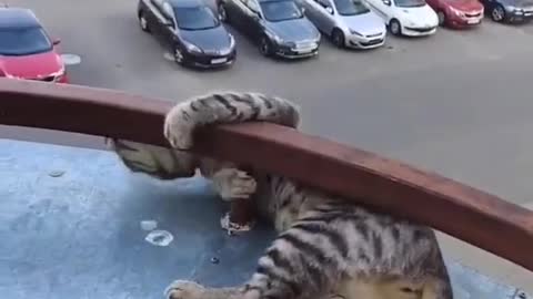 Playful Cat Nearly Falls From Balcony