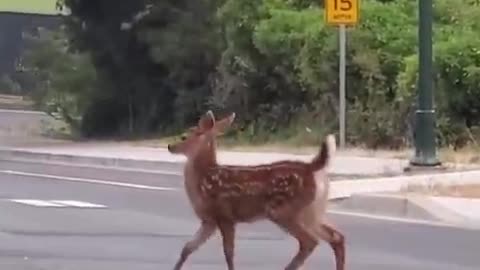 The fawn finds someone patting it