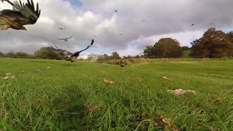 360° Red Kite Bird Feeding Frenzy 4k _ BBC Earth Unplugged