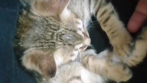 Funny little kittiens playing together