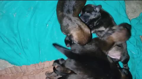 Newborn cubs drink milk from their mother.🐶❤️🤗