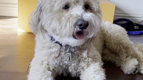 Fluffy Mini Goldendoodle Rocco