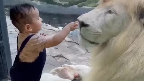Small cute boy with lion 🦁😍😍