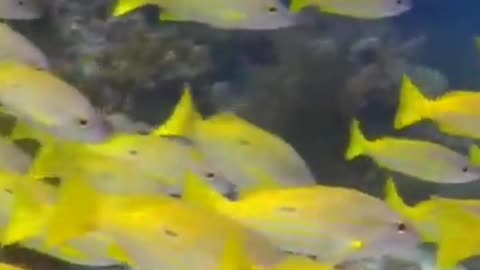 Fish in the sea