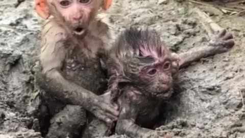 Selfish monkey drags her baby brother into a muddy sinkhole.
