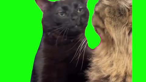 Black Cat Zoning Out | Green Screen