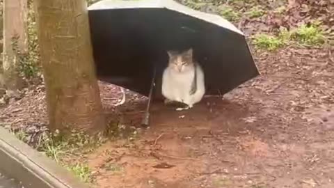 Thank the kind person for giving the umbrella to the cat.