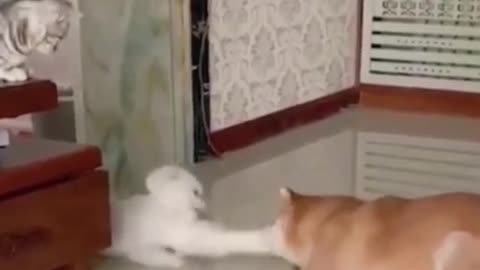funny cat & dog you should watch this.......!