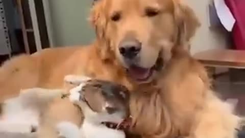 Cat has a great unexcepted friendship with dog